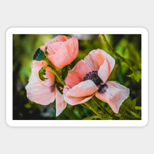 Beautiful Poppies, Flower Photograph Sticker